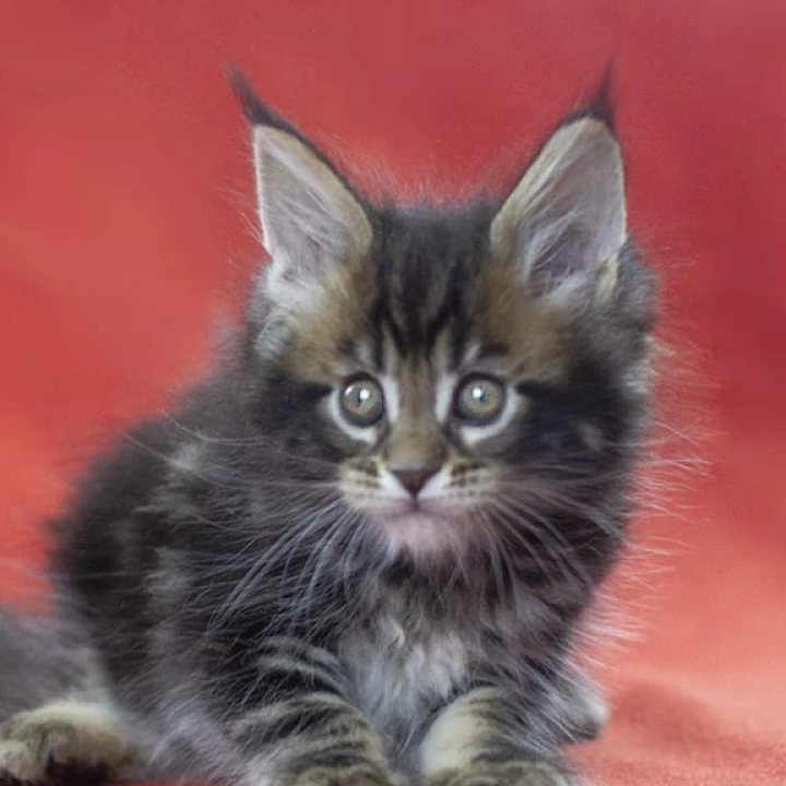 Landeta Maine Coon Kittens | Large selection of kittens. 