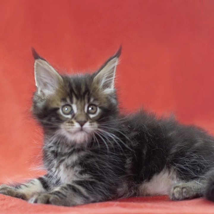 Landeta Maine Coon Kittens | Large selection of kittens. 