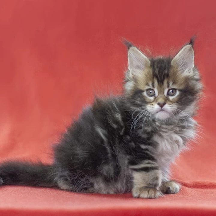 Lerida Maine Coon Kittens | Kittens for sale. 