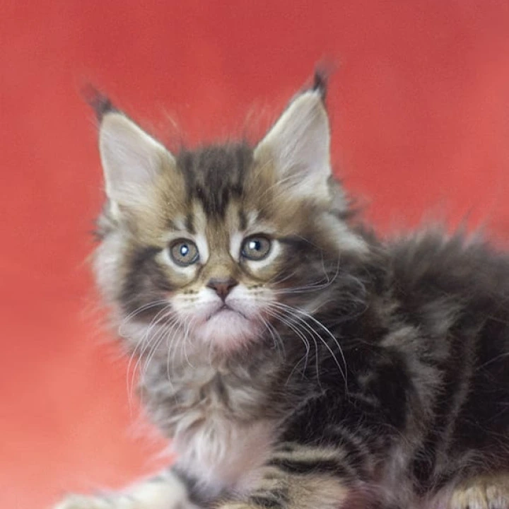 Lerida Maine Coon Kittens | Kittens for sale. 
