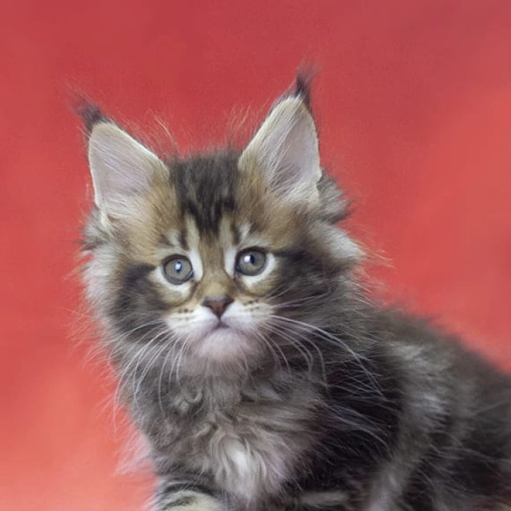 Lerida Maine Coon Kittens | Kittens for sale. 
