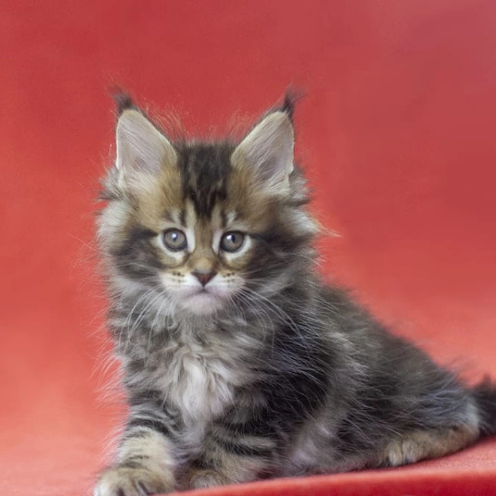 Lerida Maine Coon Kittens | Kittens for sale. 