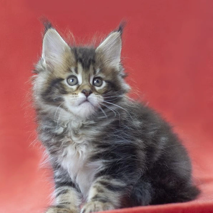 Lerida Maine Coon Kittens | Kittens for sale. 