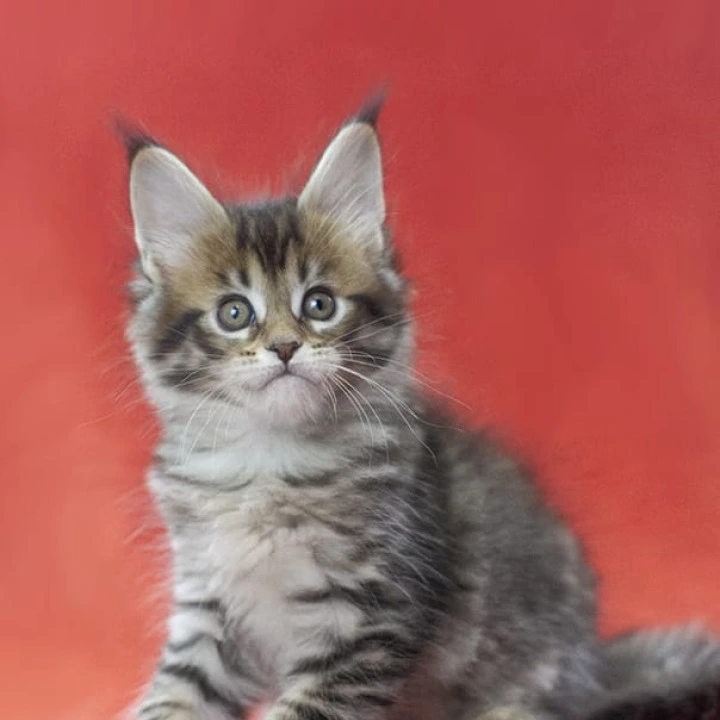 Lancela Maine Coon Kittens | Kitten for sale. 