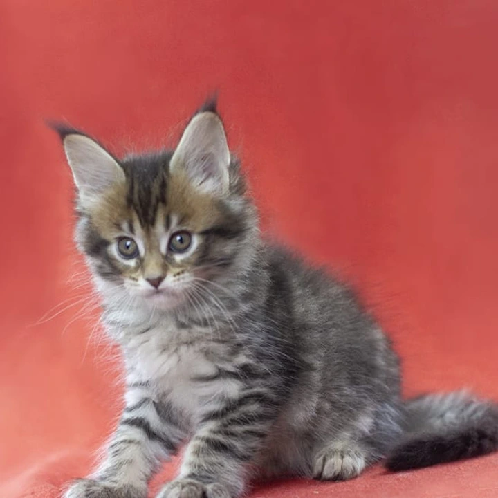Lancela Maine Coon Kittens | Kitten for sale. 