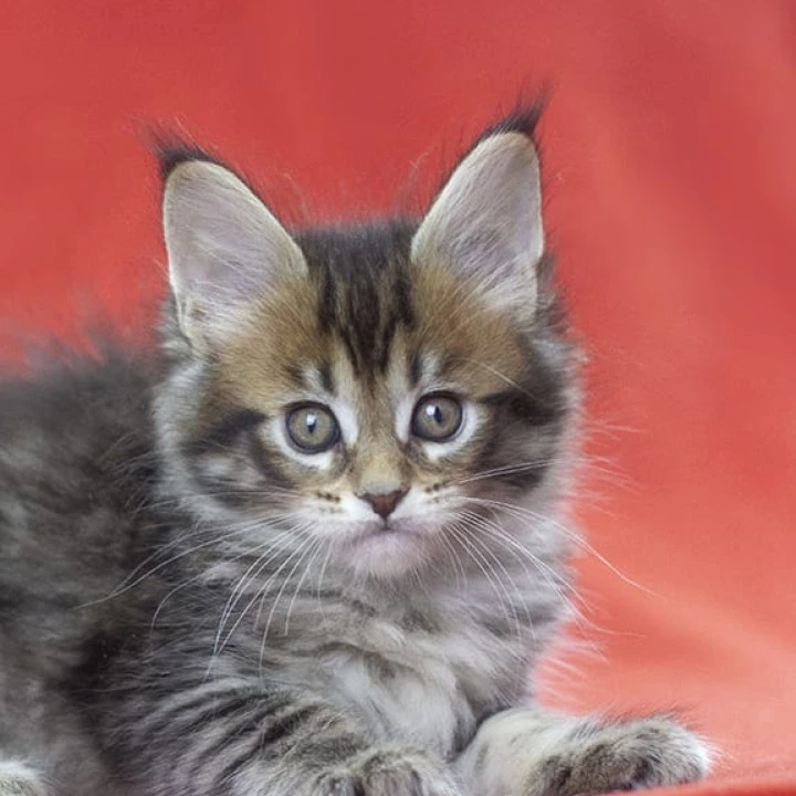Lancela Maine Coon Kittens | Kitten for sale. 