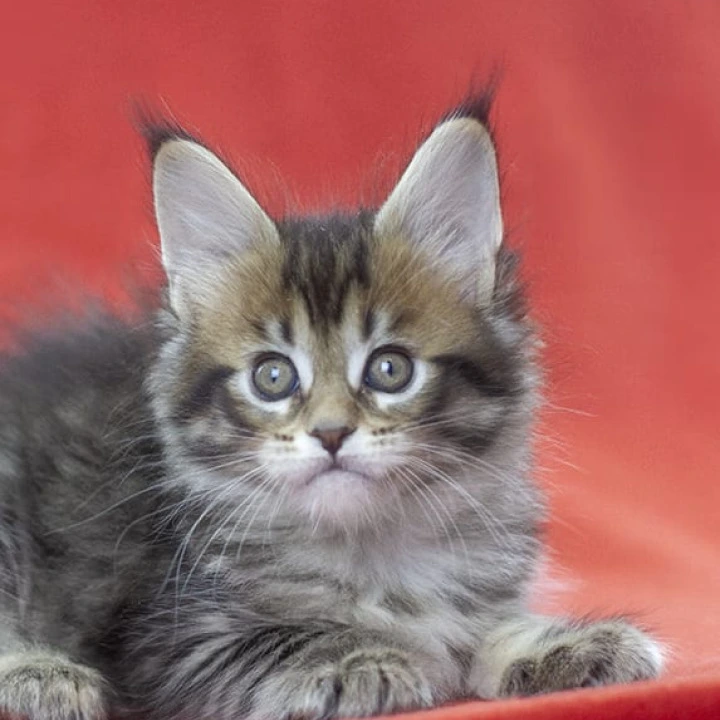 Lancela Maine Coon Kittens | Kitten for sale. 