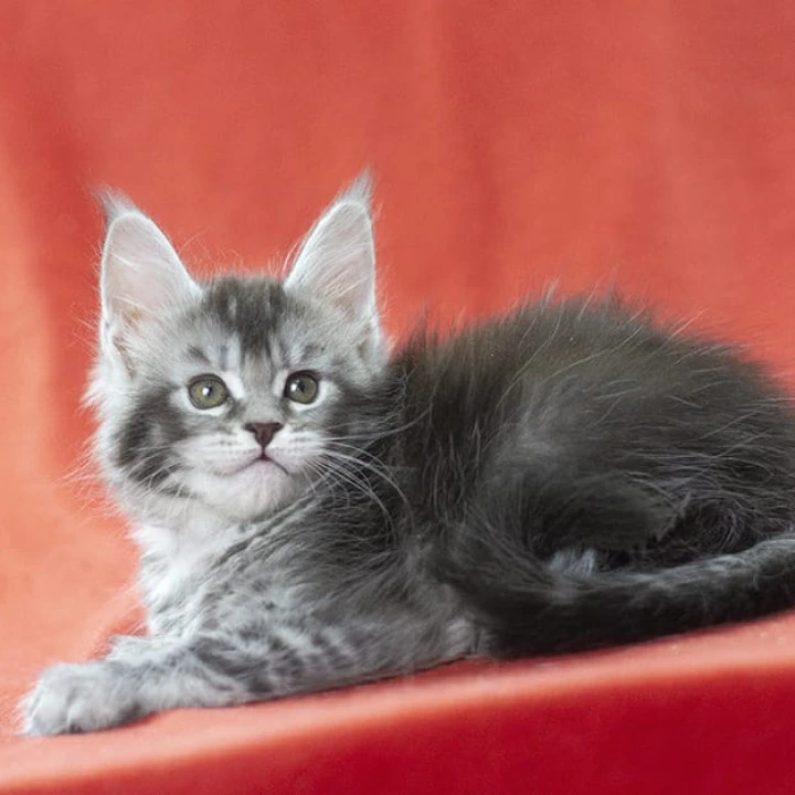 Karelija Maine Coon Kittens | Buy a kitten. 