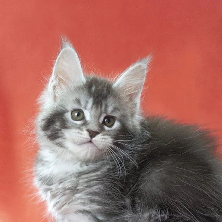 Karelija Maine Coon Kittens | Buy a kitten. 