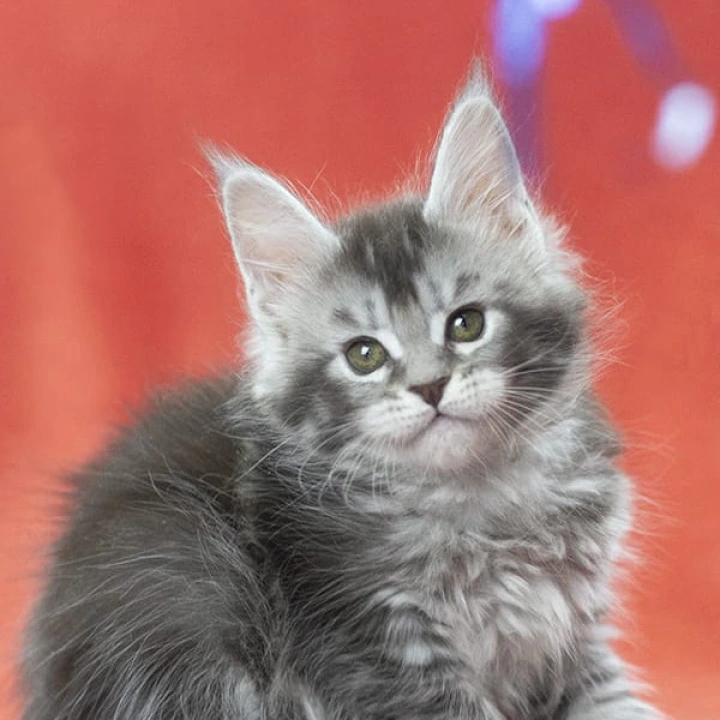 Karelija Maine Coon Kittens | Buy a kitten. 