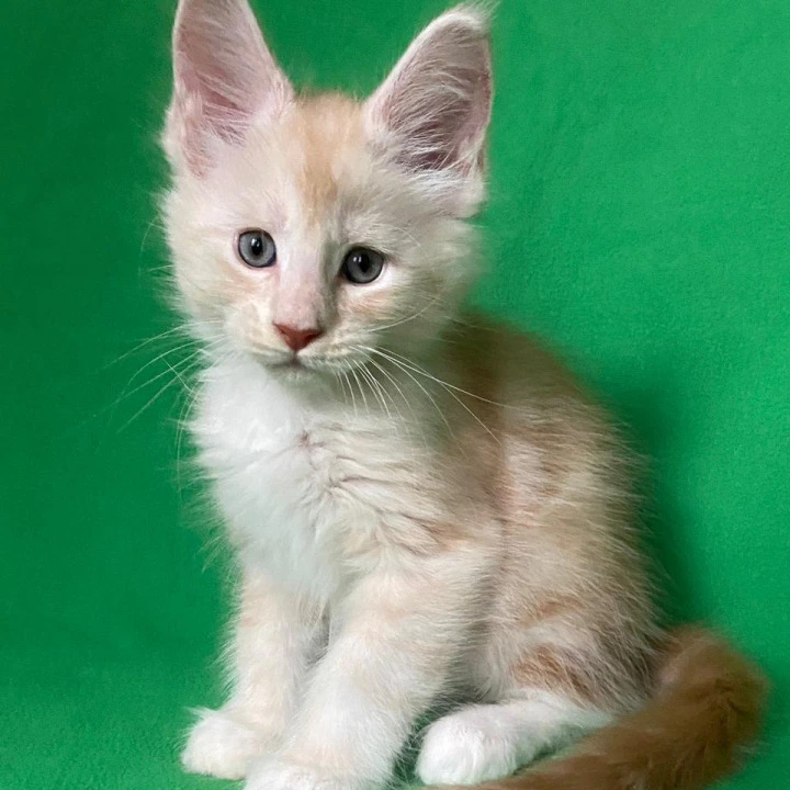 Alik Maine Coon Kittens | Kittens for sale. 