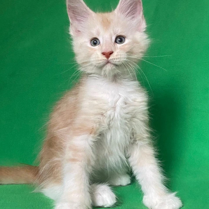 Alik Maine Coon Kittens | Kittens for sale. 