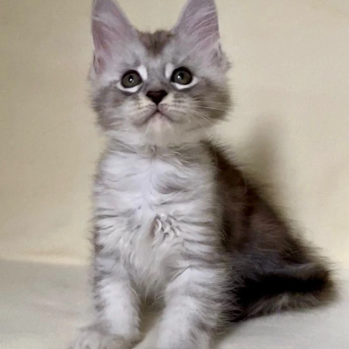 Anita Maine Coon Kittens | Large selection of kittens. 
