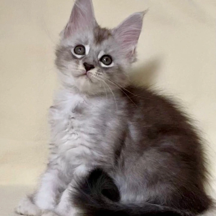 Anita Maine Coon Kittens | Large selection of kittens. 
