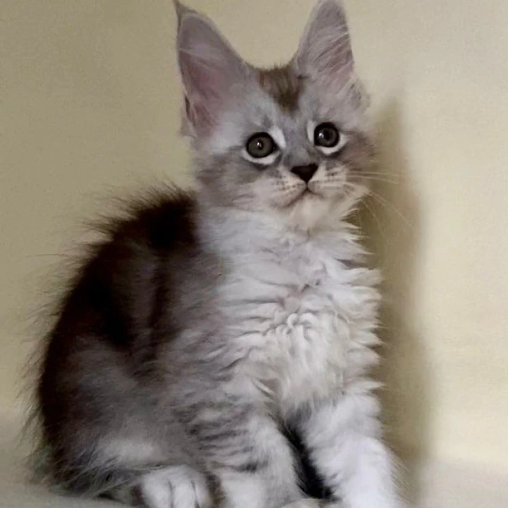 Anita Maine Coon Kittens | Large selection of kittens. 