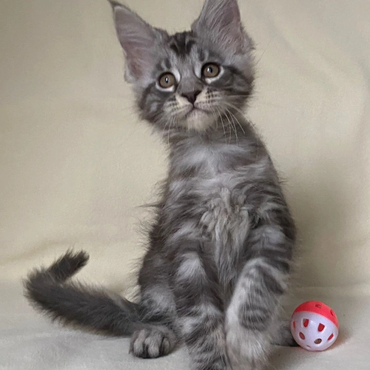 Alisa Maine Coon Kittens | Large selection of kittens. 