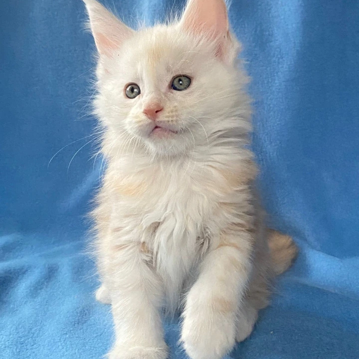 Billi Maine Coon Kittens | Kittens for sale. 