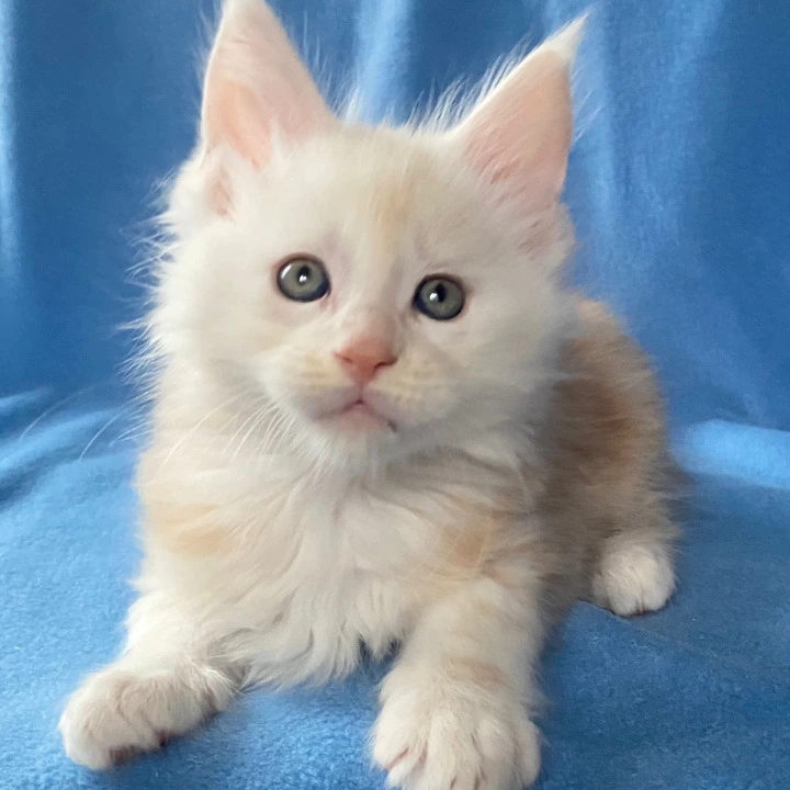 Billi Maine Coon Kittens | Kittens for sale. 