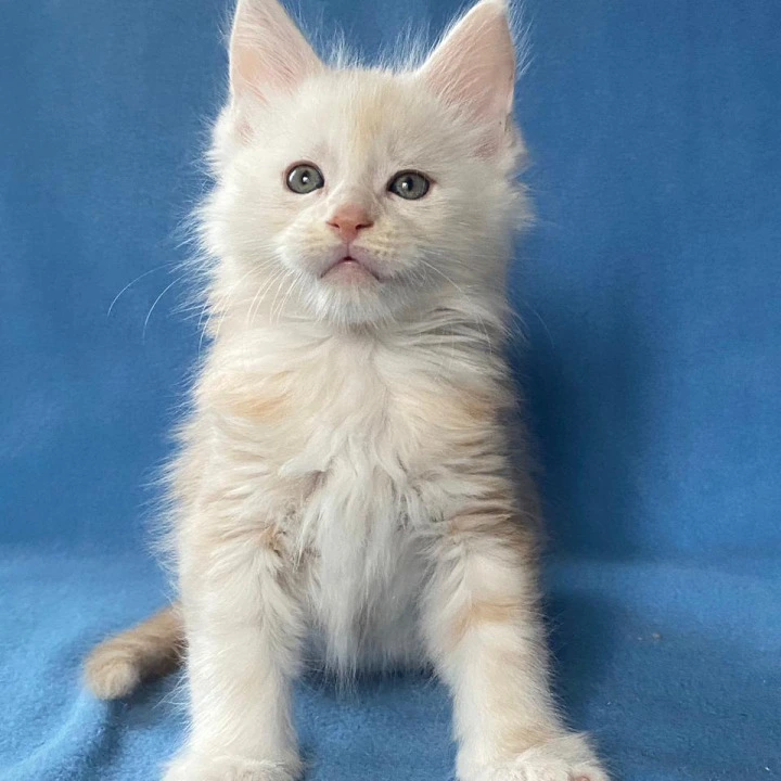 Billi Maine Coon Kittens | Kittens for sale. 