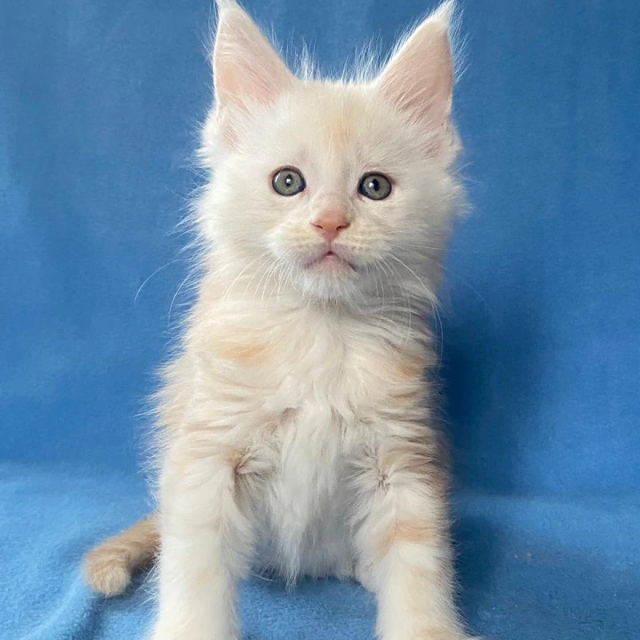 Billi Maine Coon Kittens | Kittens for sale. 
