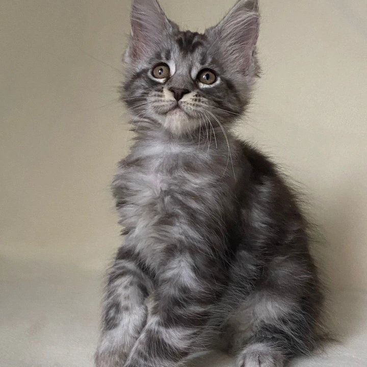 Alex Maine Coon Kittens | Kittens for sale. 