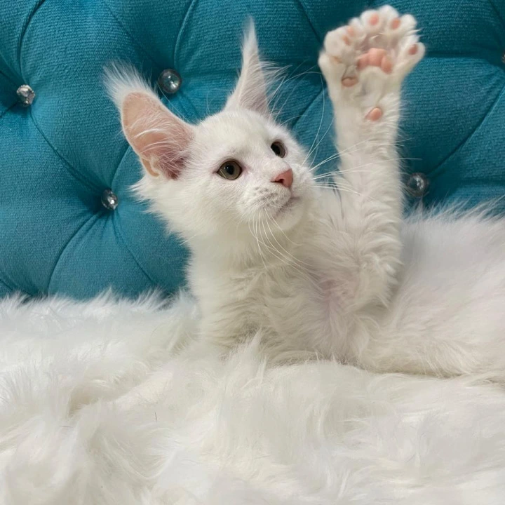 Egor Polydactyl Maine Coon Kittens | Kitten for sale. 
