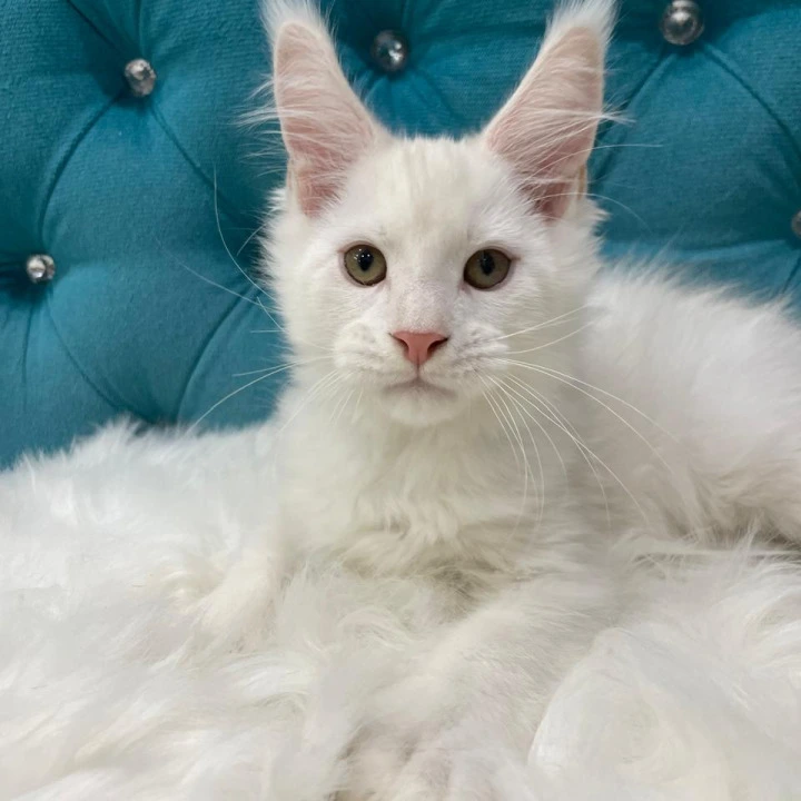 Egor Polydactyl Maine Coon Kittens | Kitten for sale. 
