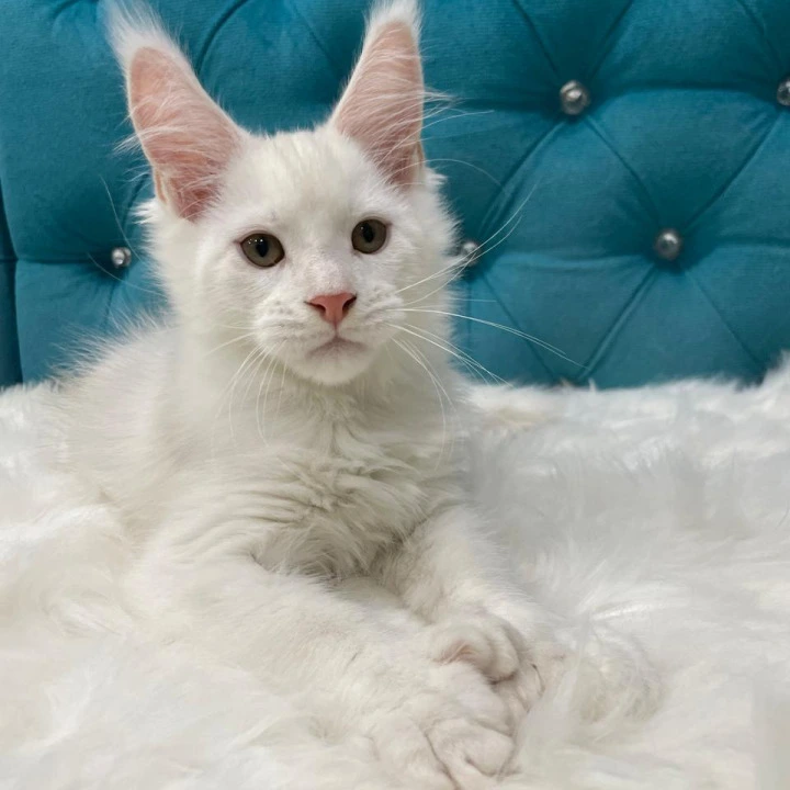 Egor Polydactyl Maine Coon Kittens | Kitten for sale. 