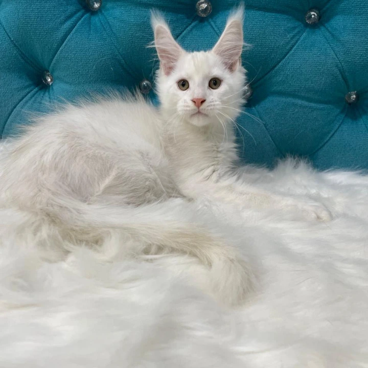 Egor Polydactyl Maine Coon Kittens | Kitten for sale. 