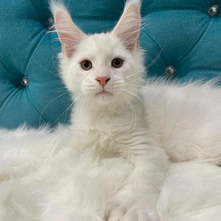 Egor Polydactyl Maine Coon Kittens | Kitten for sale. 