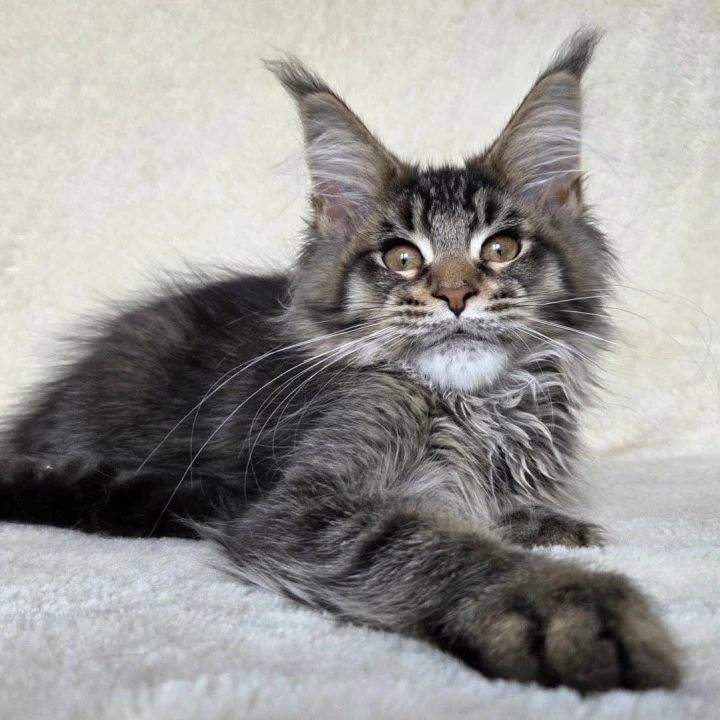 Kupidon Maine Coon Kittens | Kitten for sale. 