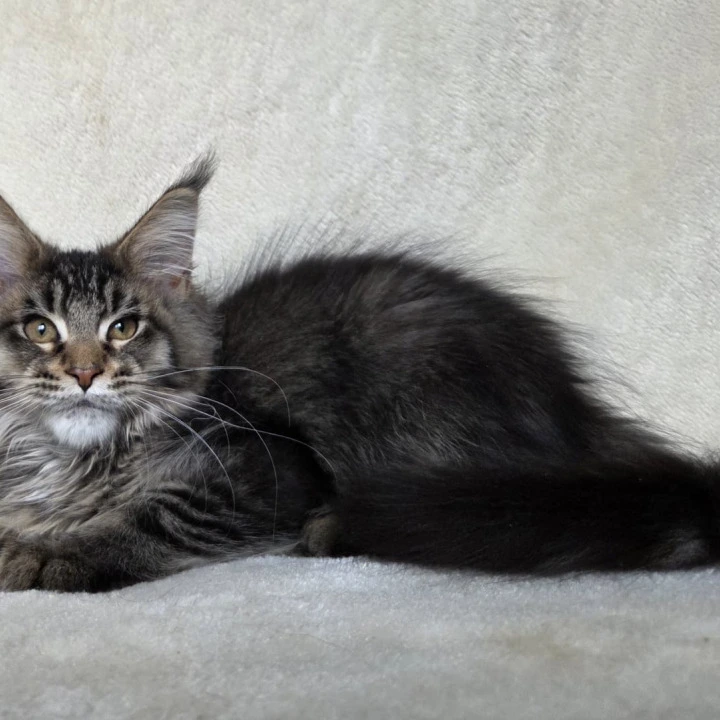 Kupidon Maine Coon Kittens | Kitten for sale. 