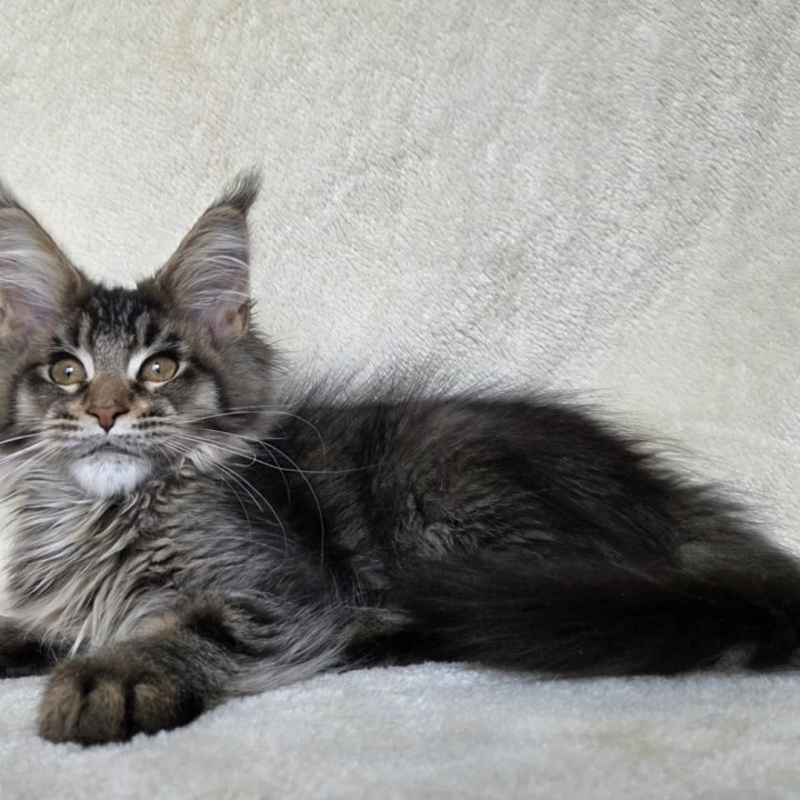 Kupidon Maine Coon Kittens | Kitten for sale. 