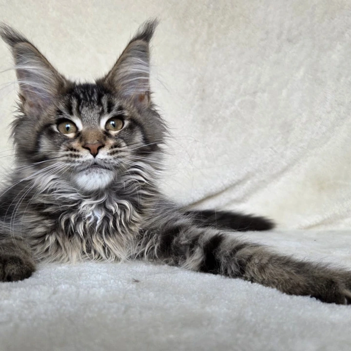 Kupidon Maine Coon Kittens | Kitten for sale. 