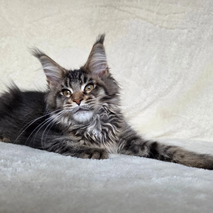 Kupidon Maine Coon Kittens | Kitten for sale. 