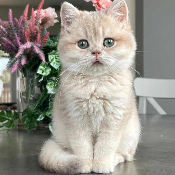 Maurice British Shorthair Kittens | Kitten for sale.