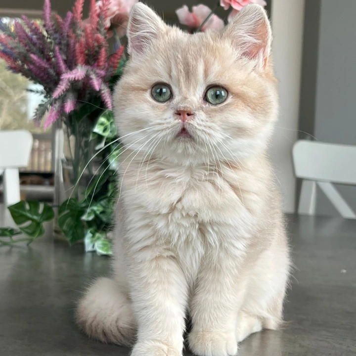 Maurice British Shorthair Kittens | Kitten for sale.