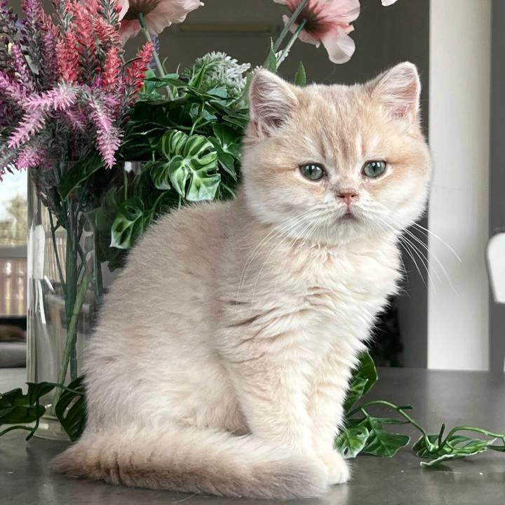 Maurice British Shorthair Kittens | Kitten for sale.