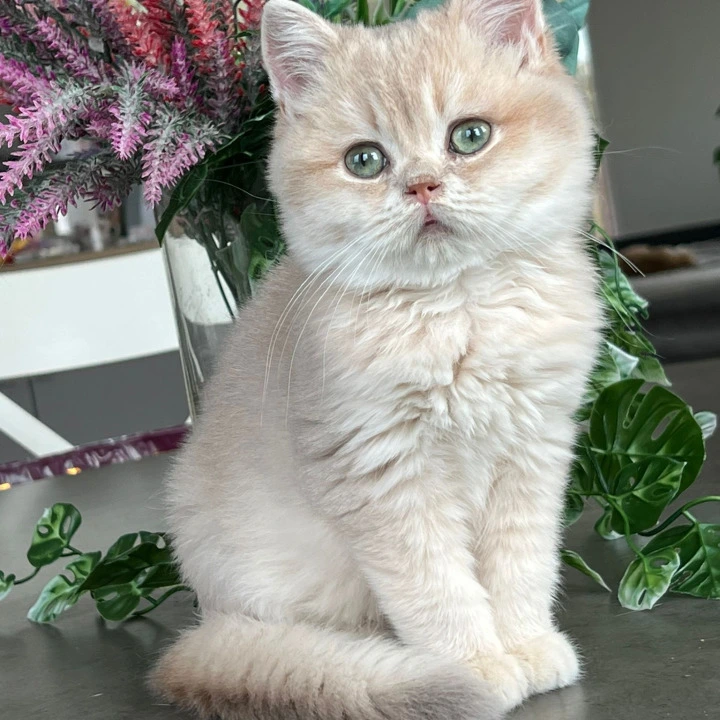 Maurice British Shorthair Kittens | Kitten for sale.