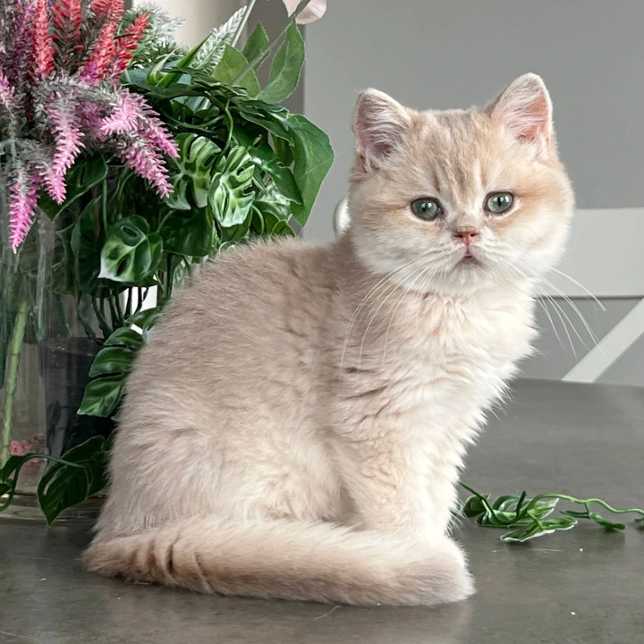 Maurice British Shorthair Kittens | Kitten for sale. 