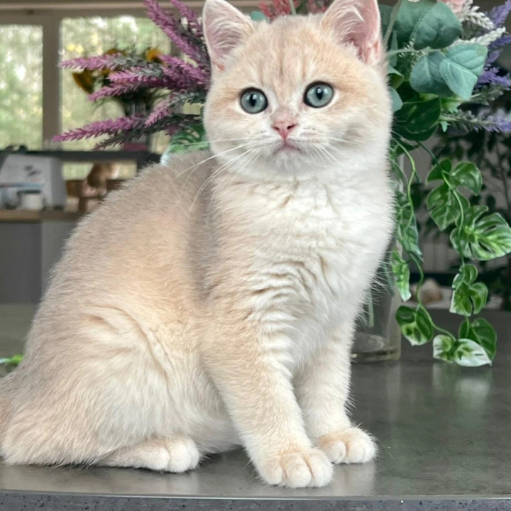Mikki British Shorthair Kittens | Kitten for sale. 