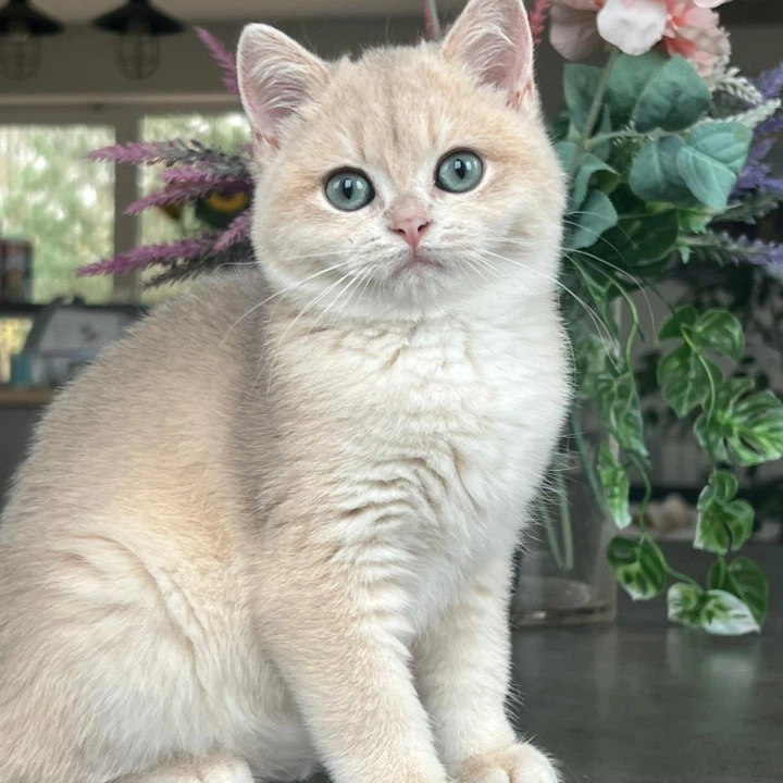 Mikki British Shorthair Kittens | Kitten for sale. 