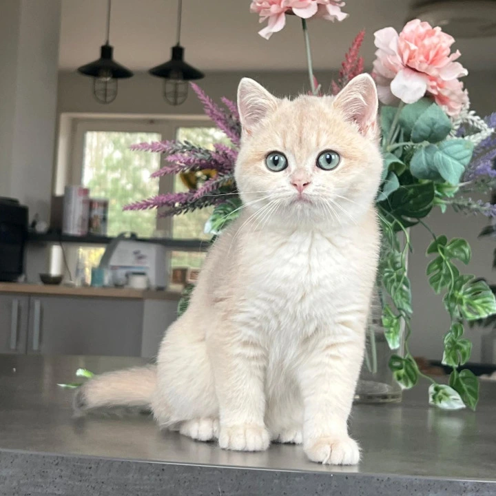 Mikki British Shorthair Kittens | Kitten for sale. 