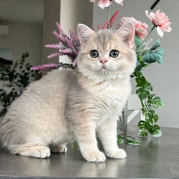 Nikki British Shorthair Kittens | Kitten for sale. 