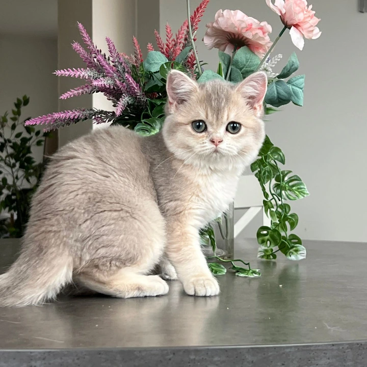 Nikki British Shorthair Kittens | Kitten for sale. 