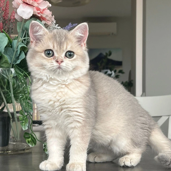 Nikki British Shorthair Kittens | Kitten for sale. 