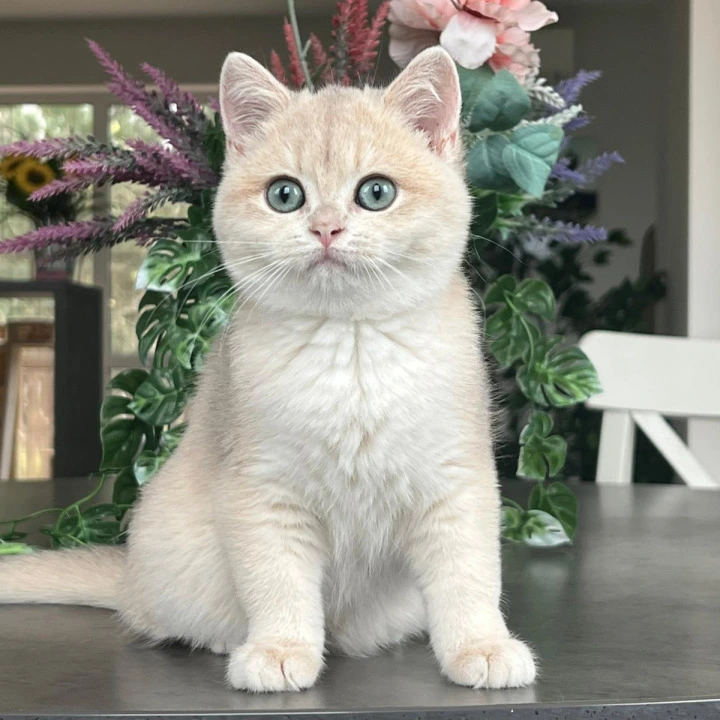 Nikki British Shorthair Kittens | Kitten for sale. 