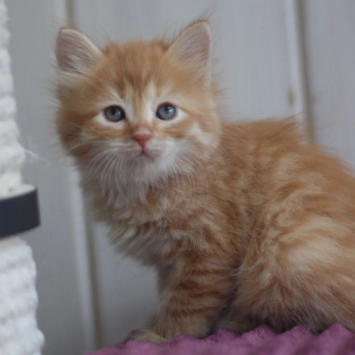 Bonifatsiy Siberian Kittens | Buy a kitten. 