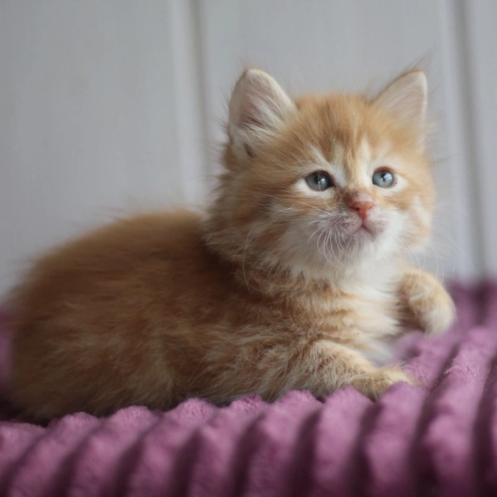 Bonifatsiy Siberian Kittens | Buy a kitten.