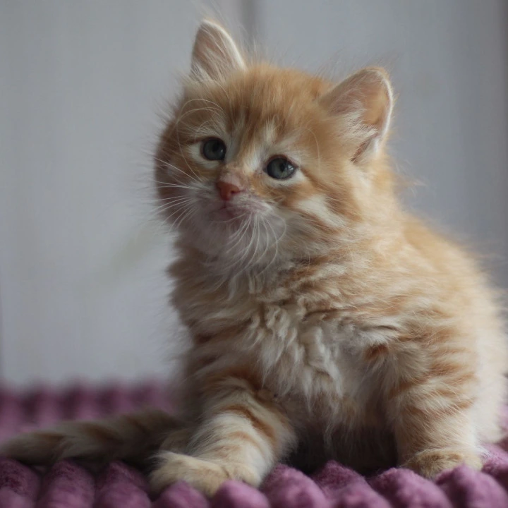Bonifatsiy Siberian Kittens | Buy a kitten.